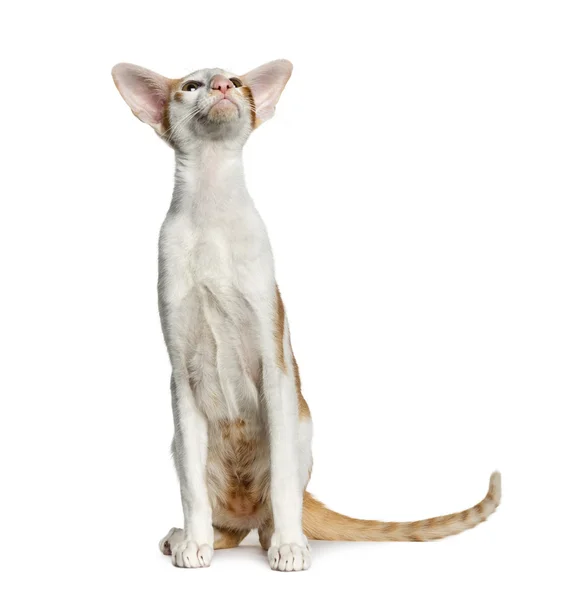 Oriental Shorthair sitting, isolated on white (8 months old) — Stock Photo, Image