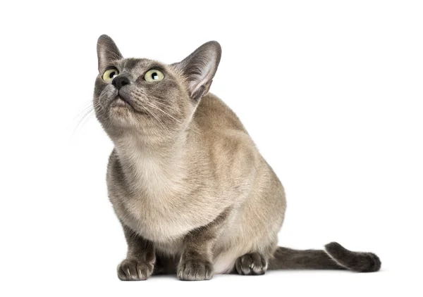 Tonkinese sitting, looking up, isolated on white (18 months old) — Stock Photo, Image