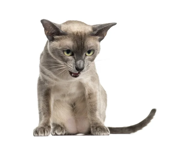 Tonkinese zitten, op zoek naar beneden, geïsoleerd op wit (18 maanden ol — Stockfoto