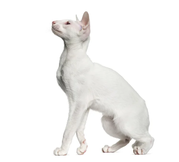 东方短毛猫抬头，孤立在白色 (6 个月大) — 图库照片