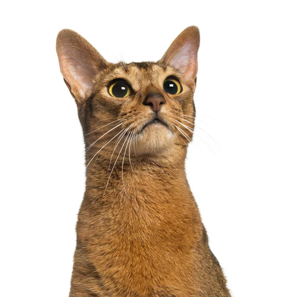 Abyssinian (2 years old), isolated on white — Stock Photo, Image