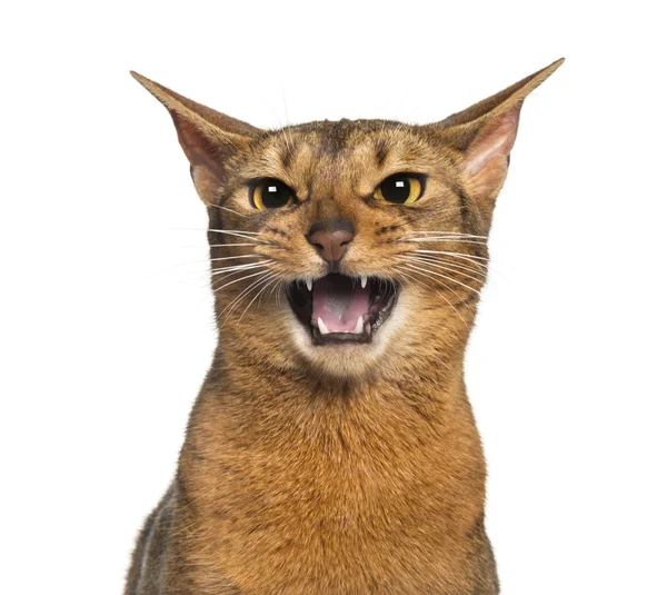 Abyssinian meowing (2 years old), isolated on white — Stock Photo, Image