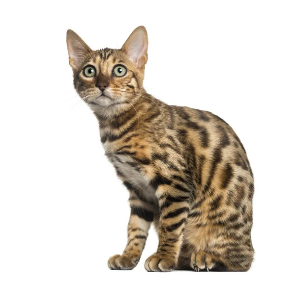 Junge Bengalkatze sitzend (5 Monate alt), isoliert auf weiß — Stockfoto