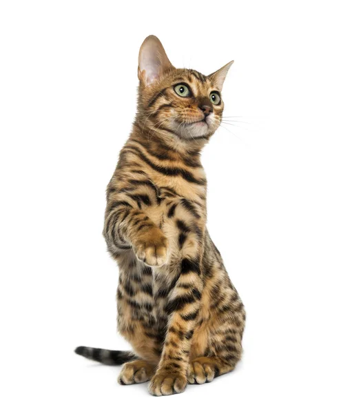 Junge Bengalkatze sitzend (5 Monate alt), isoliert auf weiß — Stockfoto