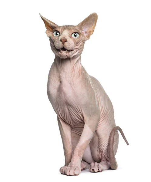 Sphynx (1 year old) sitting — Stock Photo, Image