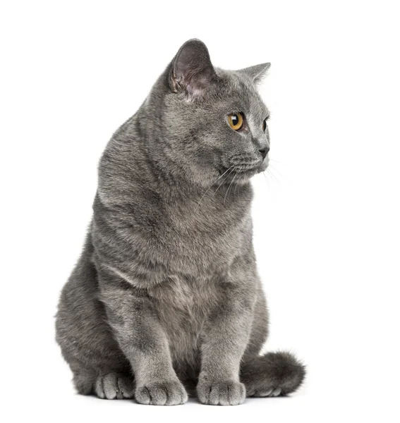 British Shorthair seduta (6 mesi) ) — Foto Stock