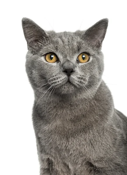 British Shorthair (6 months old) — Stock Photo, Image