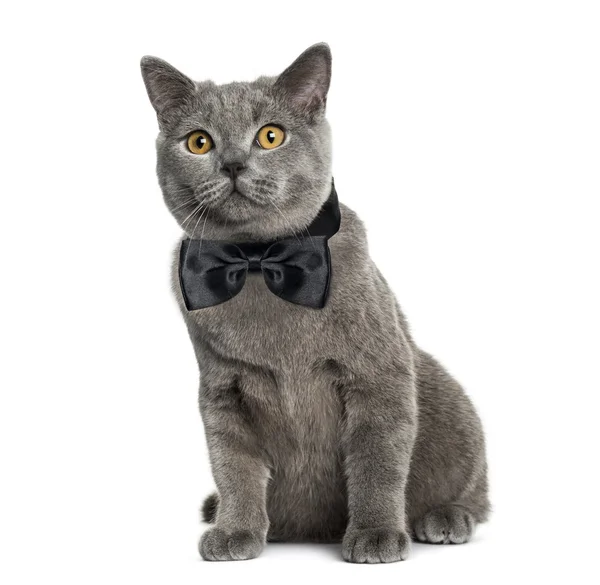 British Shorthair seduta (6 mesi) ) — Foto Stock