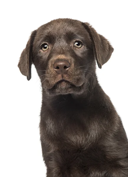 Labrador di razza mista e cucciolo Husky (9 settimane ) — Foto Stock