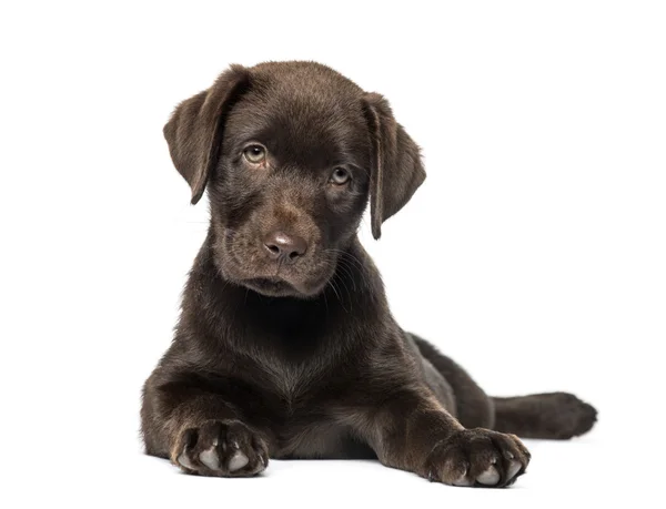 Cachorro de raza mixta Labrador & Husky (9 semanas de edad ) — Foto de Stock