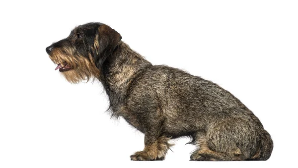 Είδος γερμανικού κυνηγετικού σκύλου (8 ετών) — Φωτογραφία Αρχείου