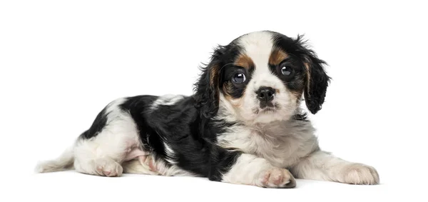 Cavalier king charles spaniel welpe (8 wochen alt) — Stockfoto