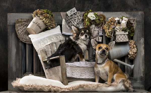 Chihuahuas voor een rustieke achtergrond — Stockfoto