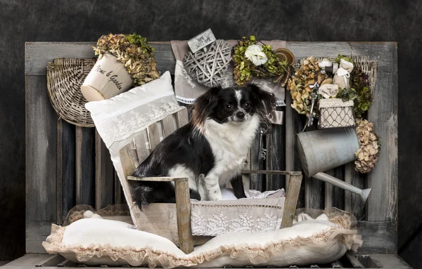 Chihuahua in front of a rustic background — Stock Photo, Image