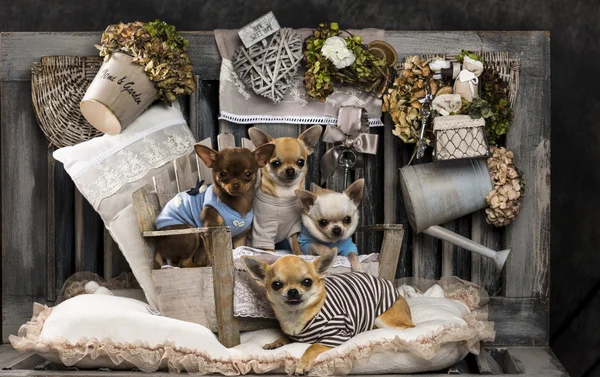 Chihuahuas rustik bir arka plan önünde — Stok fotoğraf