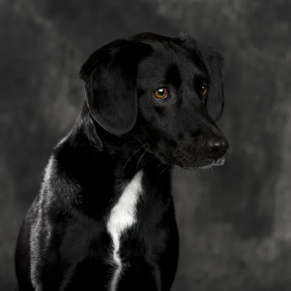 Labrador retriever, egy szürke háttér előtt — Stock Fotó