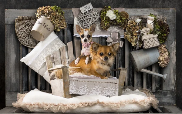 Chihuahuas in front of a rustic background — Stock Photo, Image