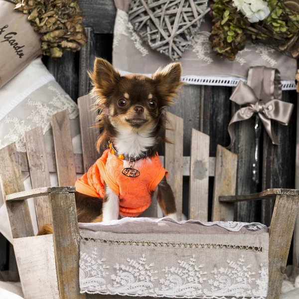 Chihuahua rustik bir arka plan önünde — Stok fotoğraf