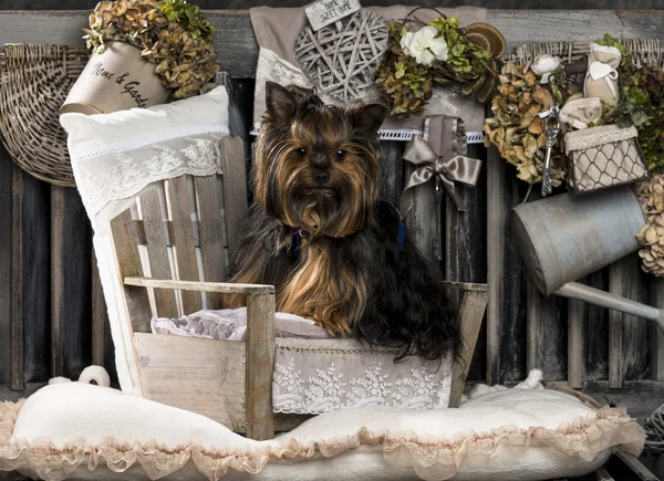 Yorkshire terrier, rusztikus háttér előtt — Stock Fotó