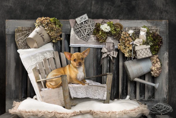 Chihuahua framför en rustik bakgrund — Stockfoto