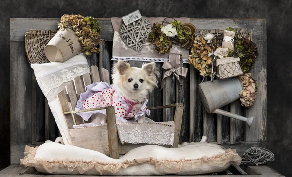 Chihuahua di fronte a uno sfondo rustico — Foto Stock