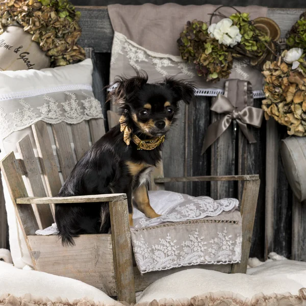 Chihuahua in front of a rustic background — Stock Photo, Image