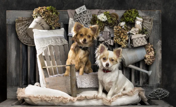 Chihuahuas frente a un fondo rústico —  Fotos de Stock