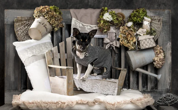 Chihuahua před rustikální pozadí — Stock fotografie