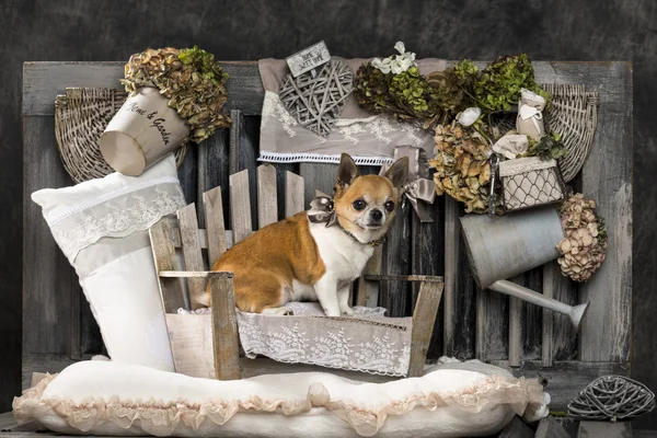 Chihuahua voor een rustieke achtergrond — Stockfoto