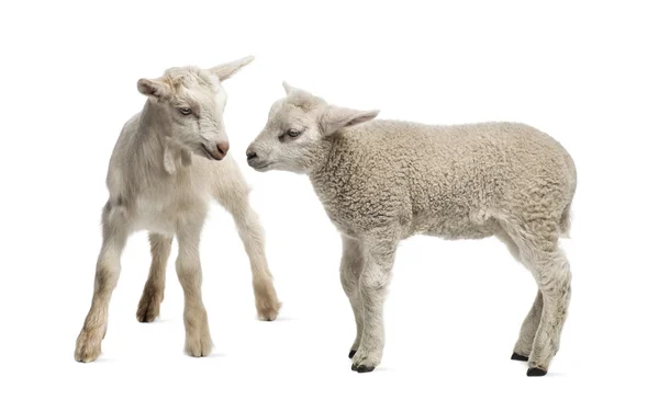 Enfant agneau et chèvre (8 semaines) isolé sur blanc — Photo