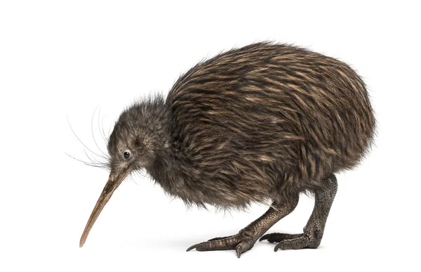 Severní ostrov Brown Kiwi, Apteryx mantelli — Stock fotografie