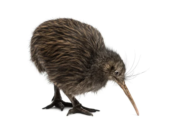 Norte ilha Brown Kiwi, Apteryx mantelli — Fotografia de Stock