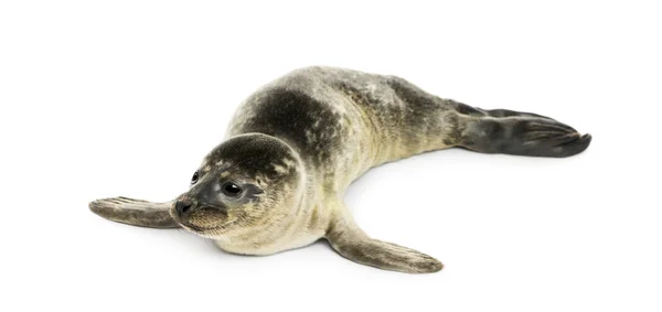 Közös seal pup, elszigetelt fehér — Stock Fotó