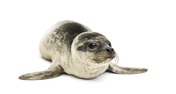 Gemeenschappelijke seal pup, geïsoleerd op wit — Stockfoto