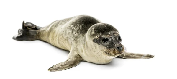 Gemeenschappelijke seal pup, geïsoleerd op wit — Stockfoto