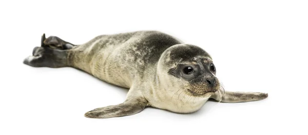 Gemeenschappelijke seal pup, geïsoleerd op wit — Stockfoto