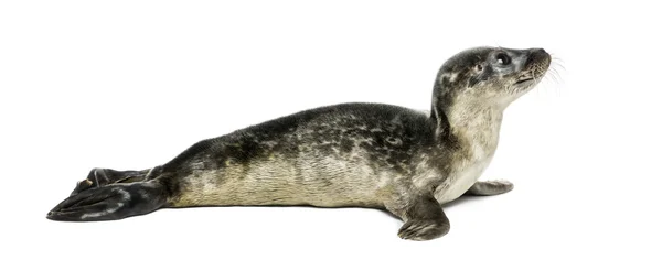 Gemeenschappelijke seal pup, geïsoleerd op wit — Stockfoto