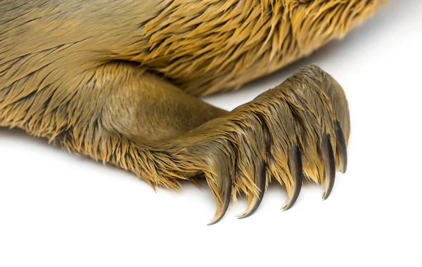 Close-up na pata de um filhote de foca comum, isolado em branco — Fotografia de Stock