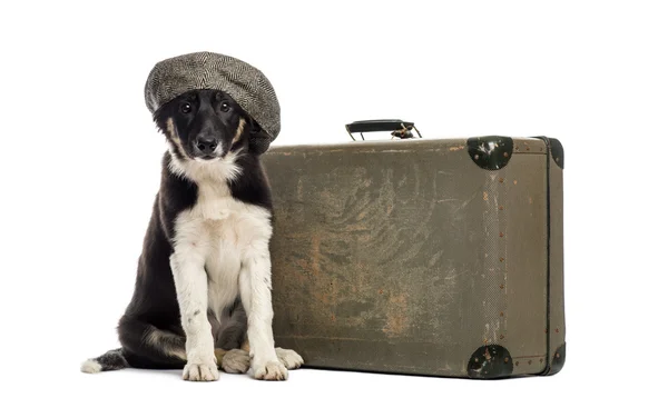 Border collie sitting next to an old suitcase — Stock Photo, Image