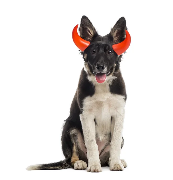 Border collie vergadering en het dragen van een gehoornde hoofdband — Stockfoto