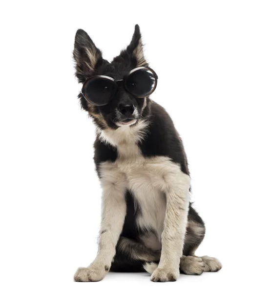 Border collie sitting and wearing sunglasses — Stock Photo, Image