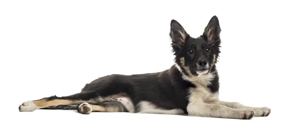 Frontera collie mintiendo — Foto de Stock