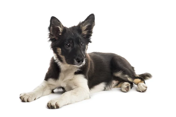 Frontera collie mintiendo —  Fotos de Stock