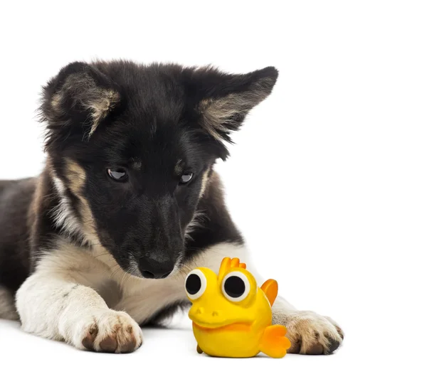 Frontera collie mintiendo y mirando un juguete — Foto de Stock