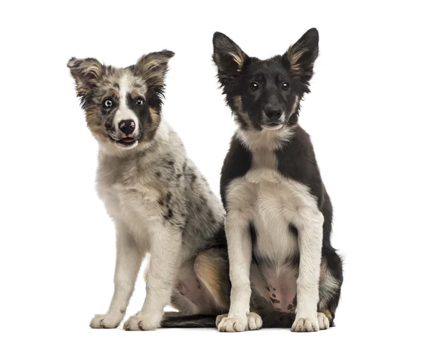 Two Border collies — Stock Photo, Image