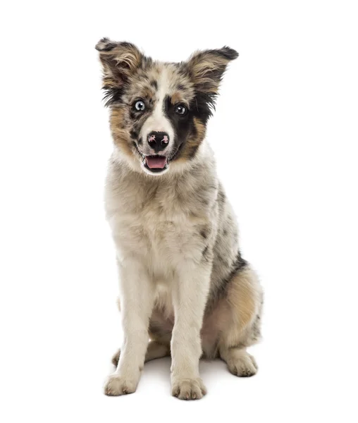 Border Collie — Stockfoto