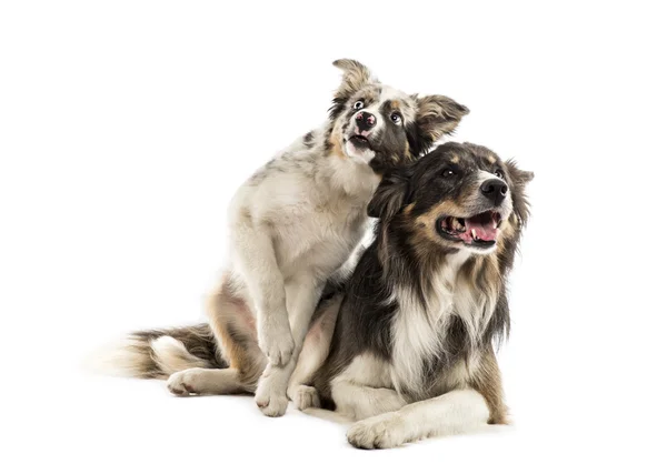 Deux collies frontalières couché — Photo