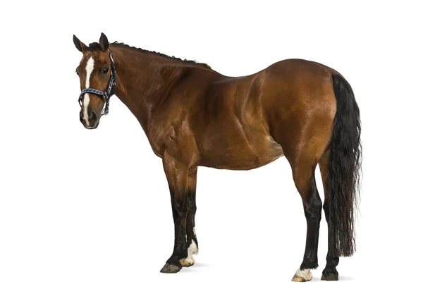 Welsh Pony - 17 лет, Equus ferus caballus — стоковое фото