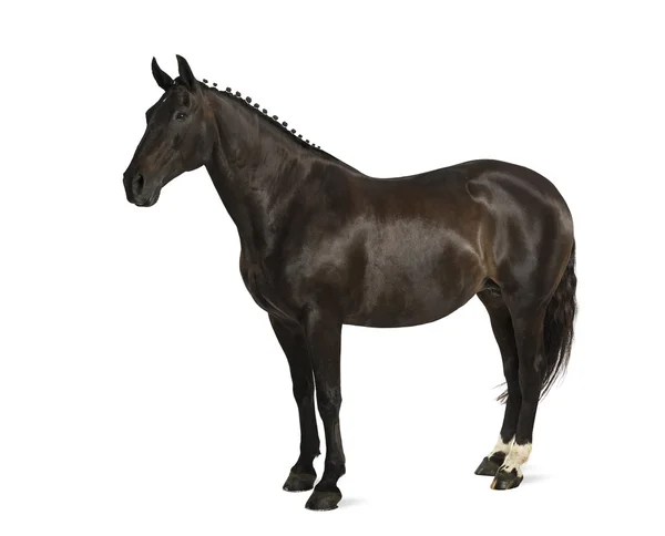 Belgijski sportowego konia (sbs) - 25 lat — Zdjęcie stockowe