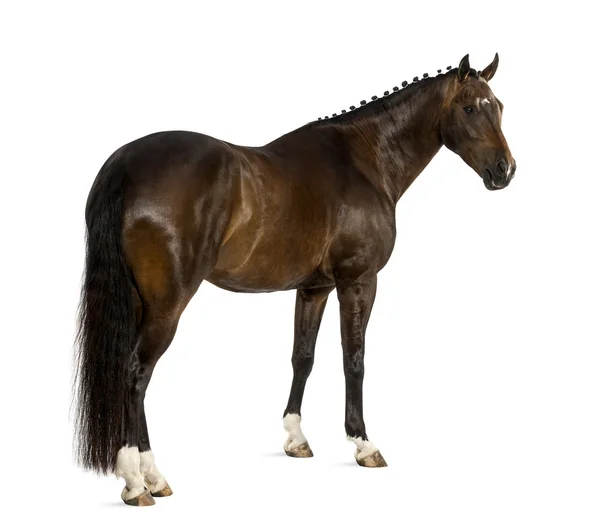 Kwpn - Dutch warmblood, ηλικίας, 3 ετών - Equus ferus caballus — Φωτογραφία Αρχείου
